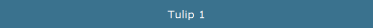 Tulip 1