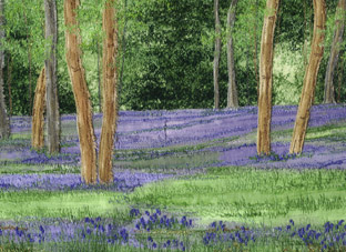 Bluebell wood 3 WD