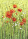 Poppy meadow 7