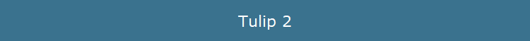 Tulip 2