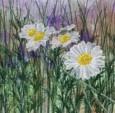 Ox-Eye Daisies