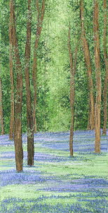 Bluebells Time 