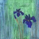 Irises 1