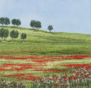 Poppy Landscape