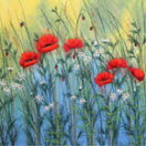 Red Field Poppies VIII